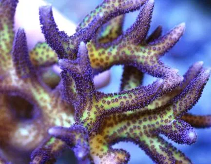 Frag Box Corals