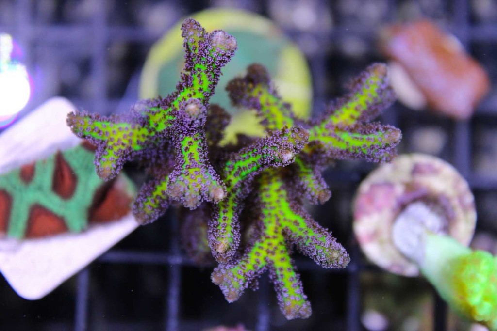 Frag Box Corals