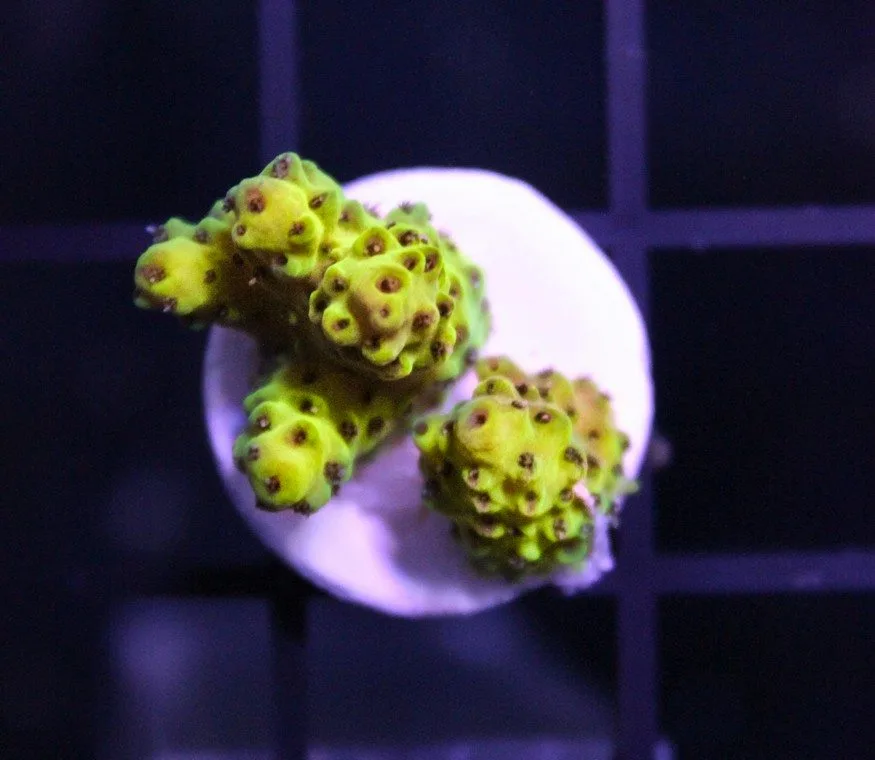 Frag Box Corals