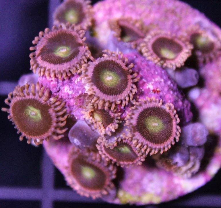 Frag Box Corals