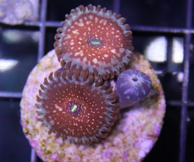 Frag Box Corals