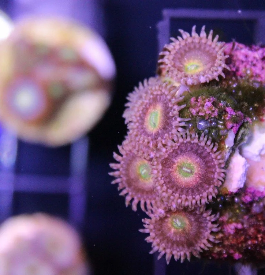 Frag Box Corals
