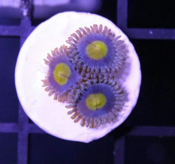 Frag Box Corals