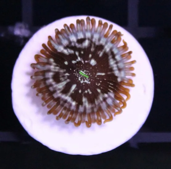 Frag Box Corals