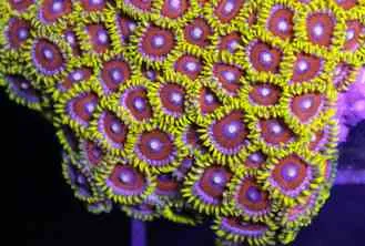 Frag Box Corals