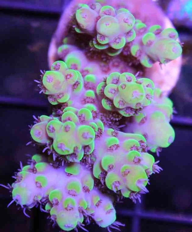 Frag Box Corals