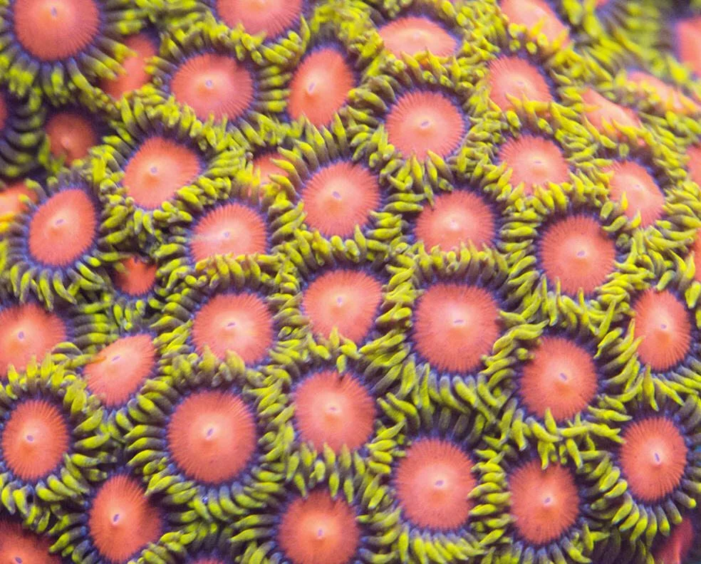 Frag Box Corals