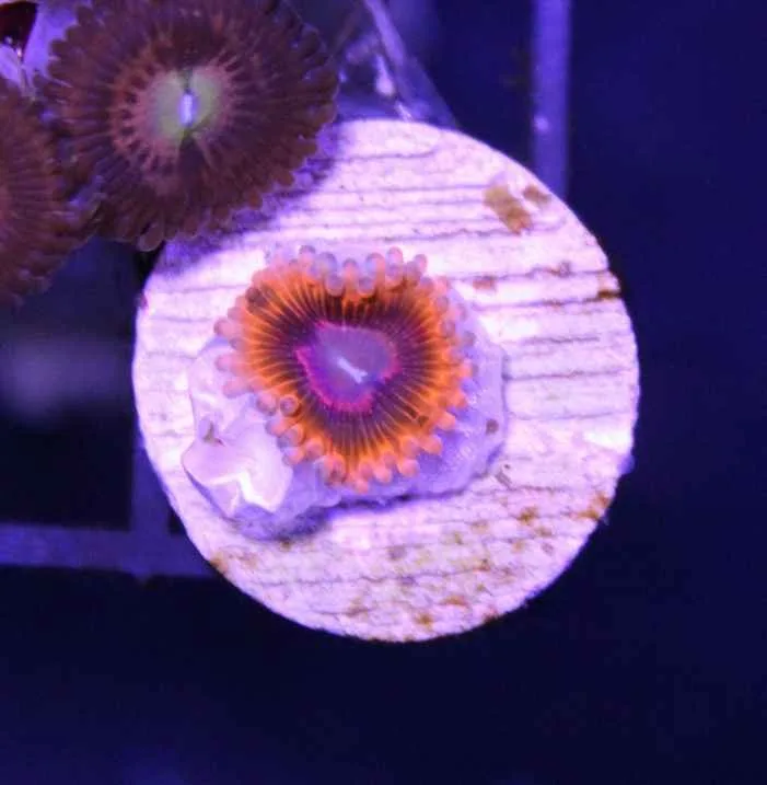 Frag Box Corals
