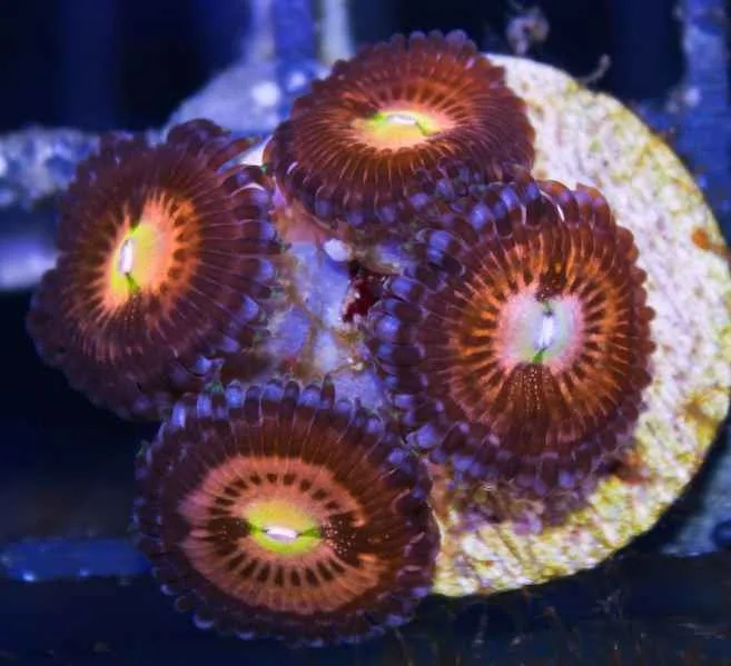 Frag Box Corals