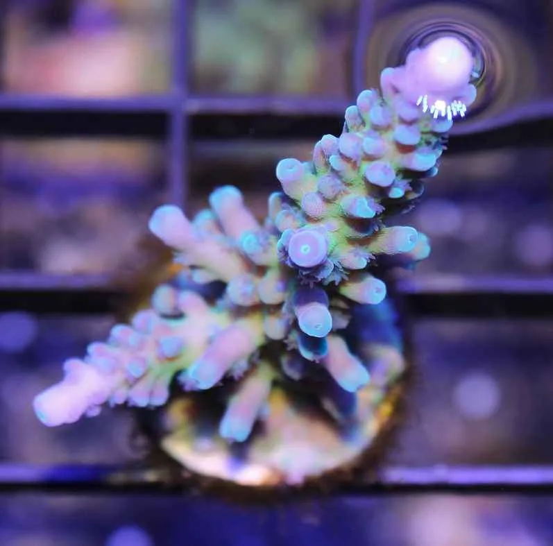 Frag Box Corals