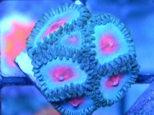Frag Box Corals