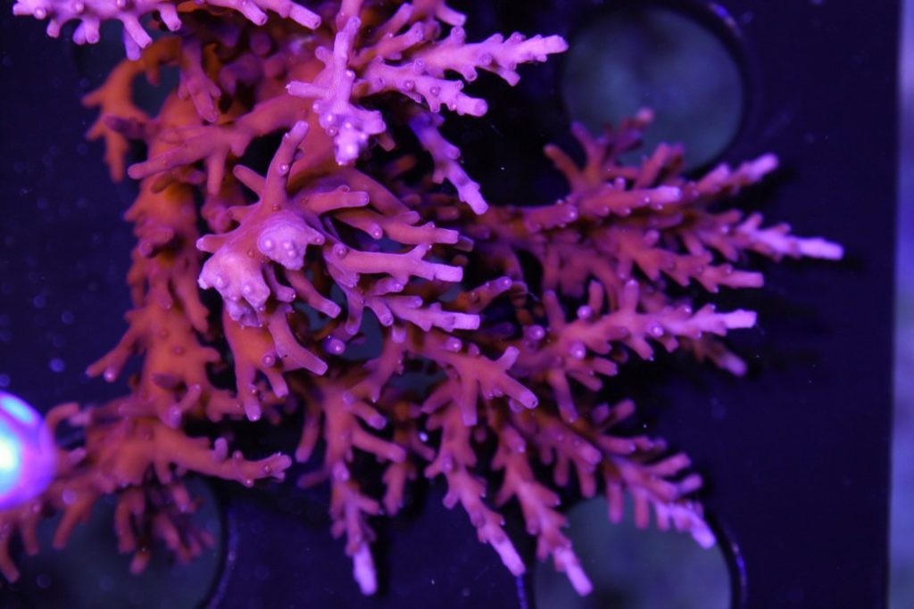 Frag Box Corals