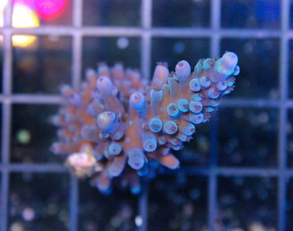 Frag Box Corals