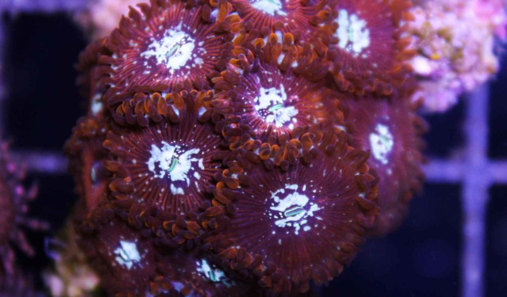 Frag Box Corals