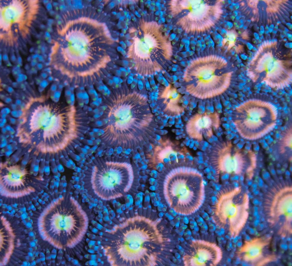 Frag Box Corals