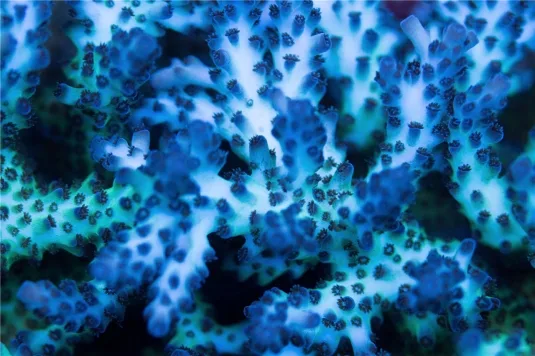 Frag Box Corals