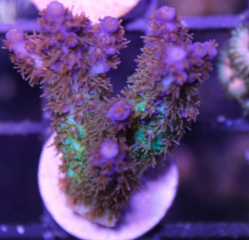 Frag Box Corals