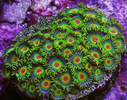 Frag Box Corals