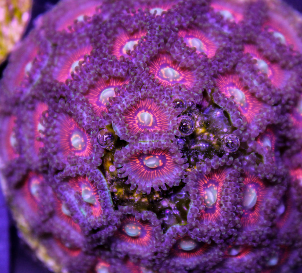 Frag Box Corals