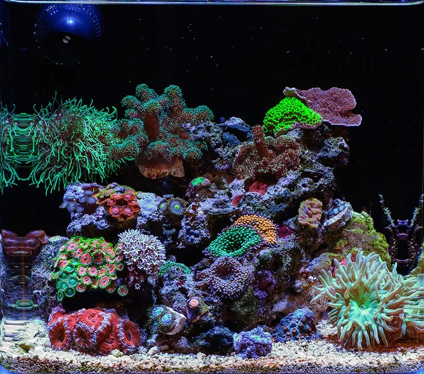 Frag Box Corals
