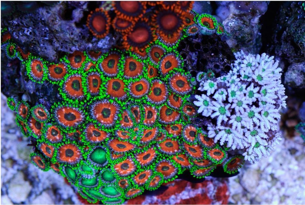 Frag Box Corals