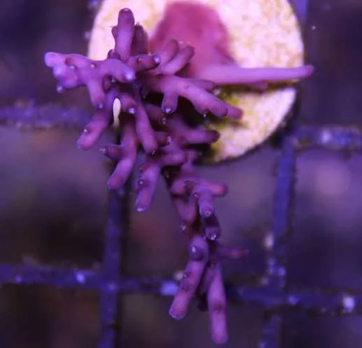 Frag Box Corals