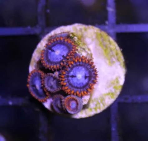Frag Box Corals