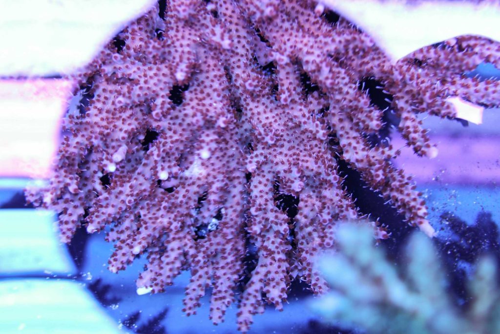 Frag Box Corals