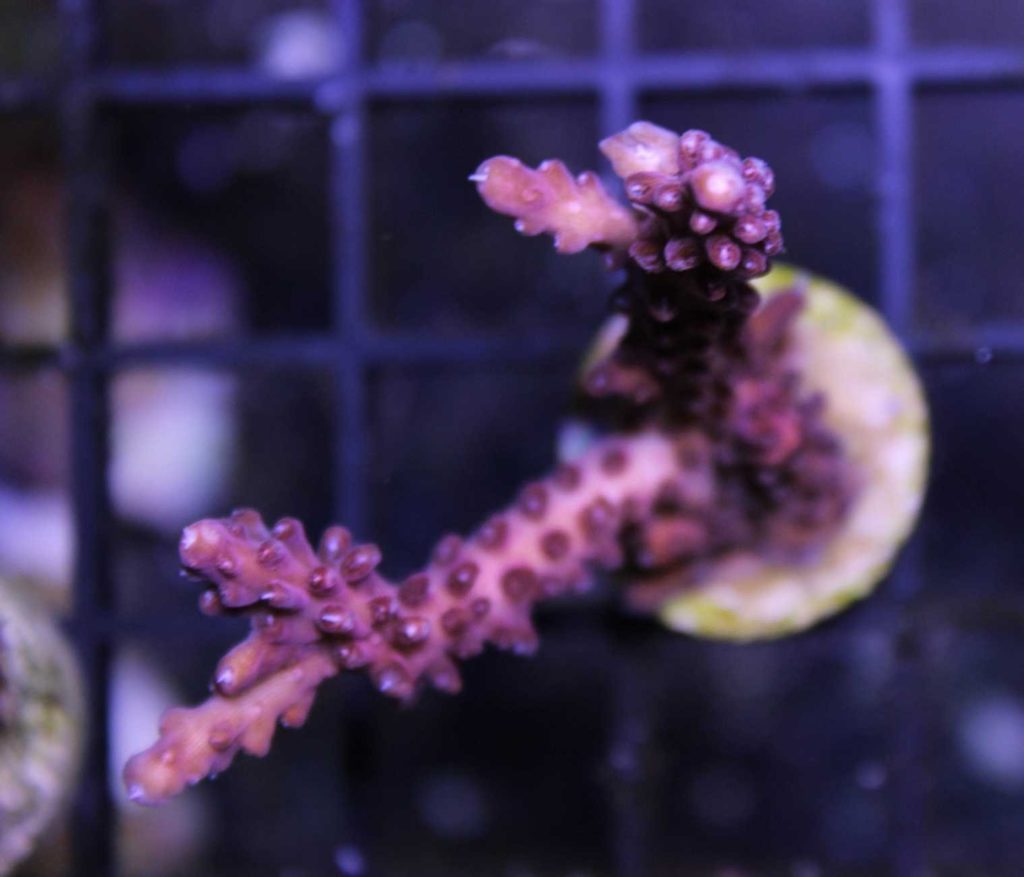 Frag Box Corals
