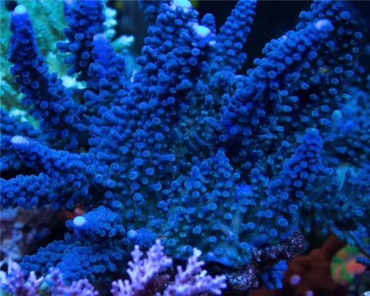 Frag Box Corals