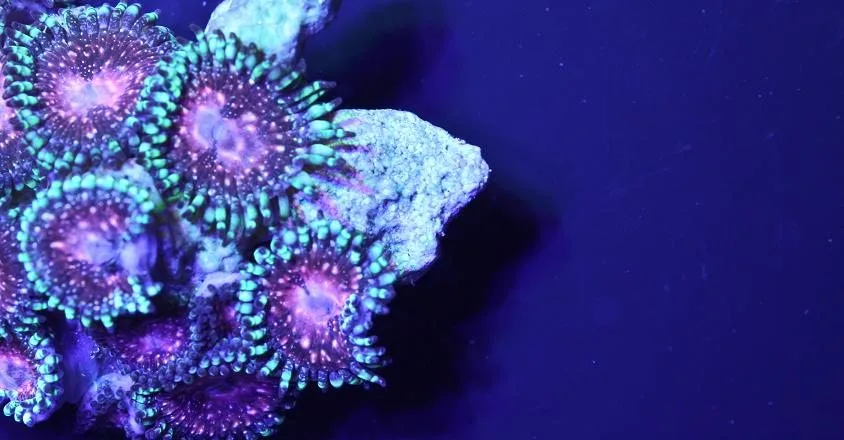 Frag Box Corals