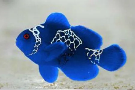 Frag Box Corals