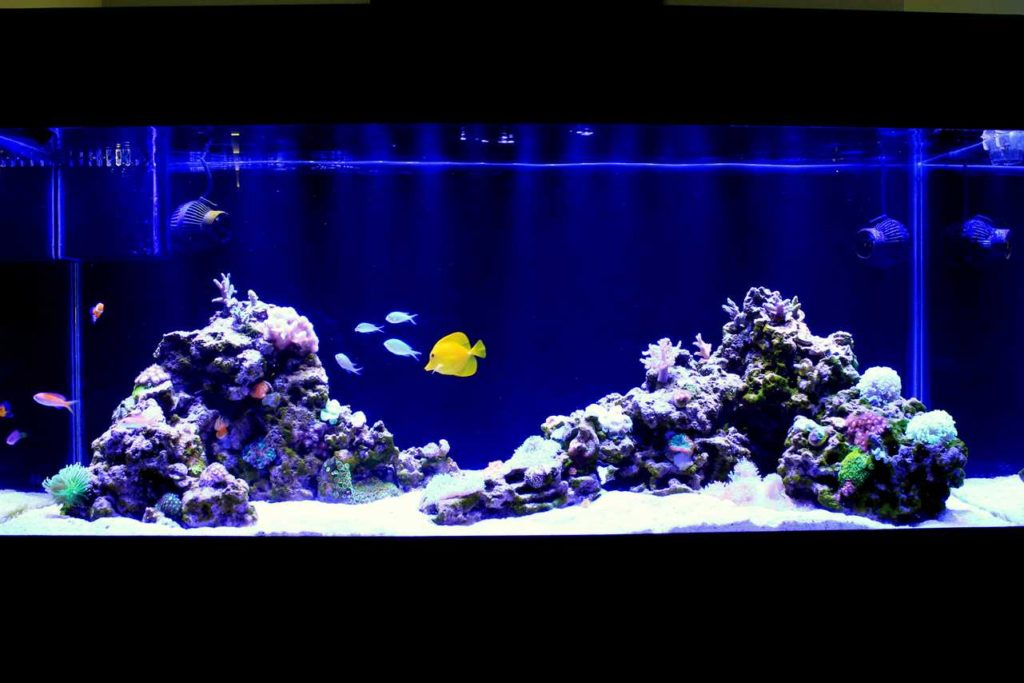 Frag Box Corals