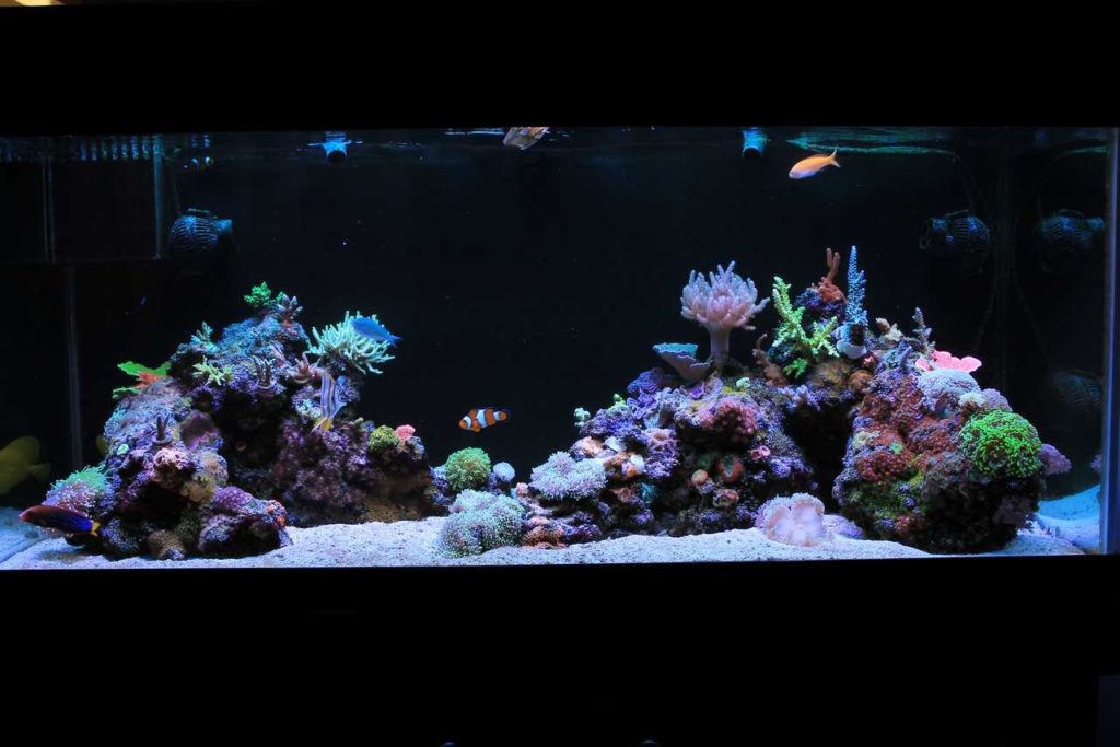 Frag Box Corals