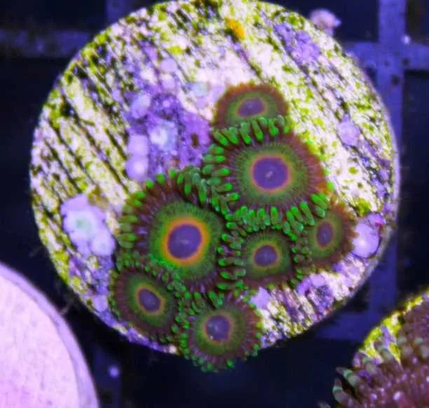 Frag Box Corals