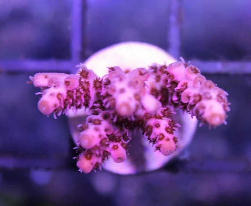 Frag Box Corals