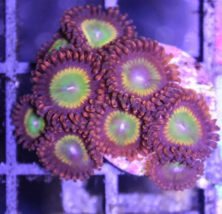 Frag Box Corals