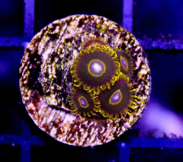 Frag Box Corals