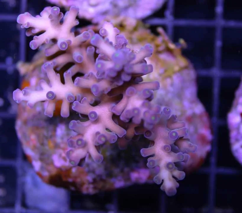 Frag Box Corals