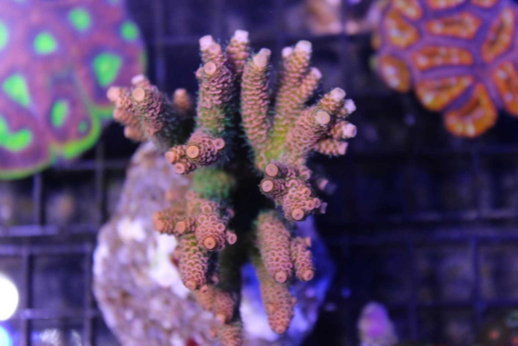 Frag Box Corals