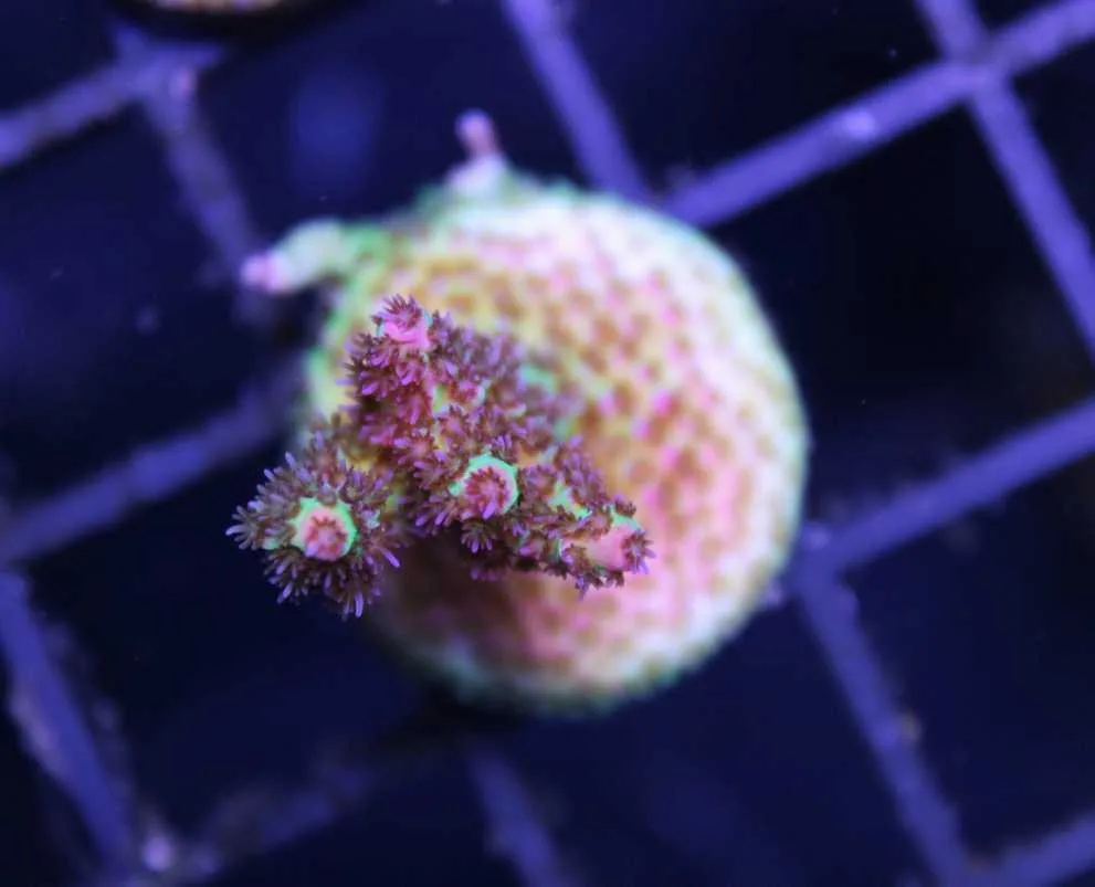 Frag Box Corals
