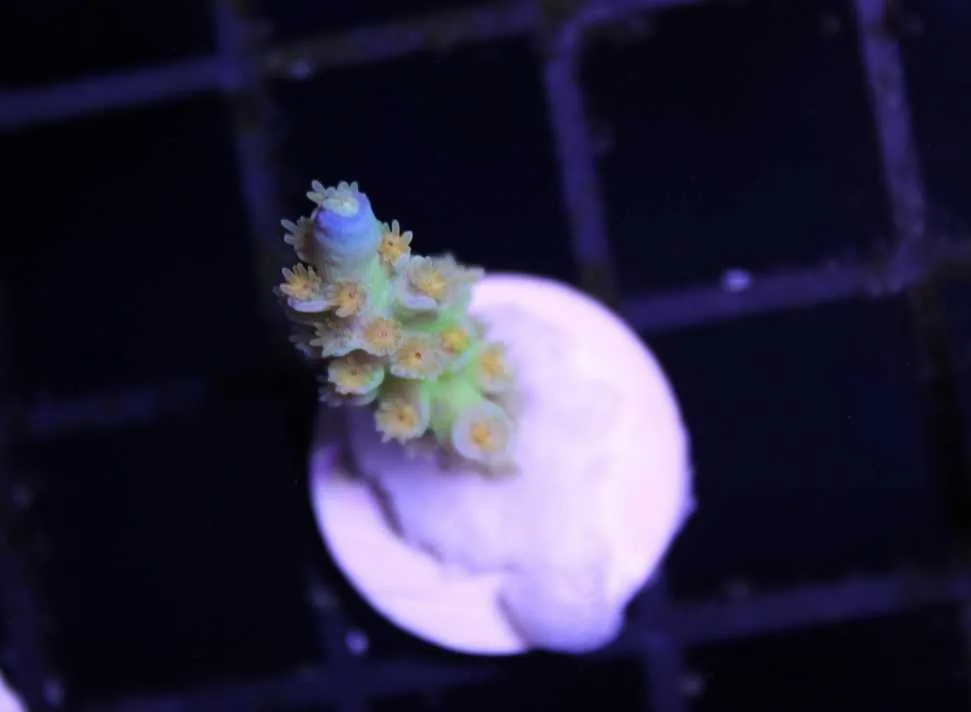 Frag Box Corals