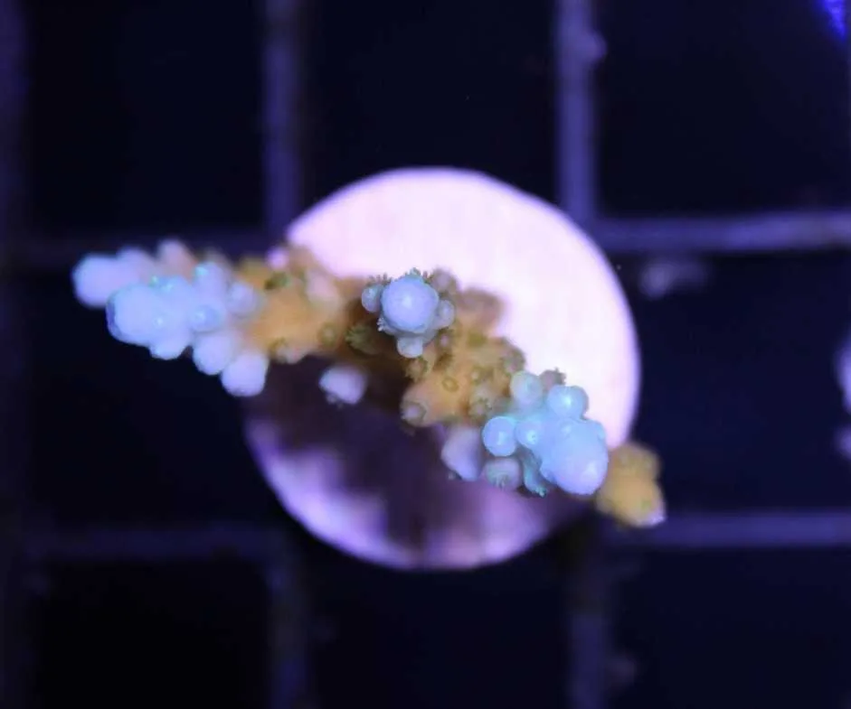 Frag Box Corals