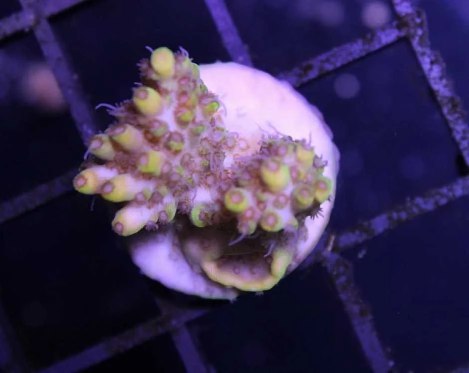 Frag Box Corals