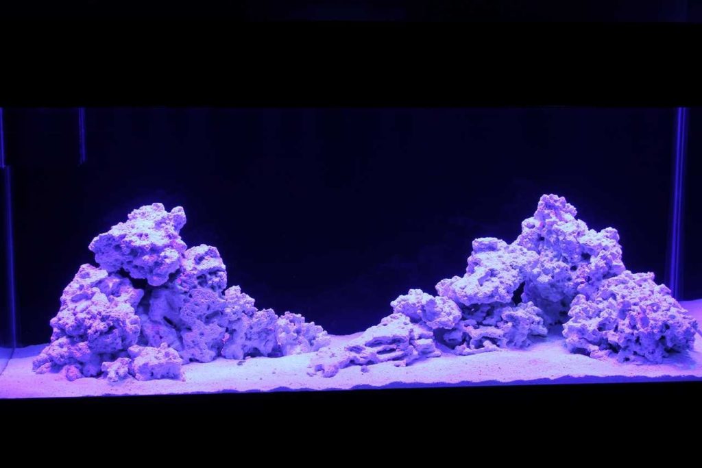 Frag Box Corals