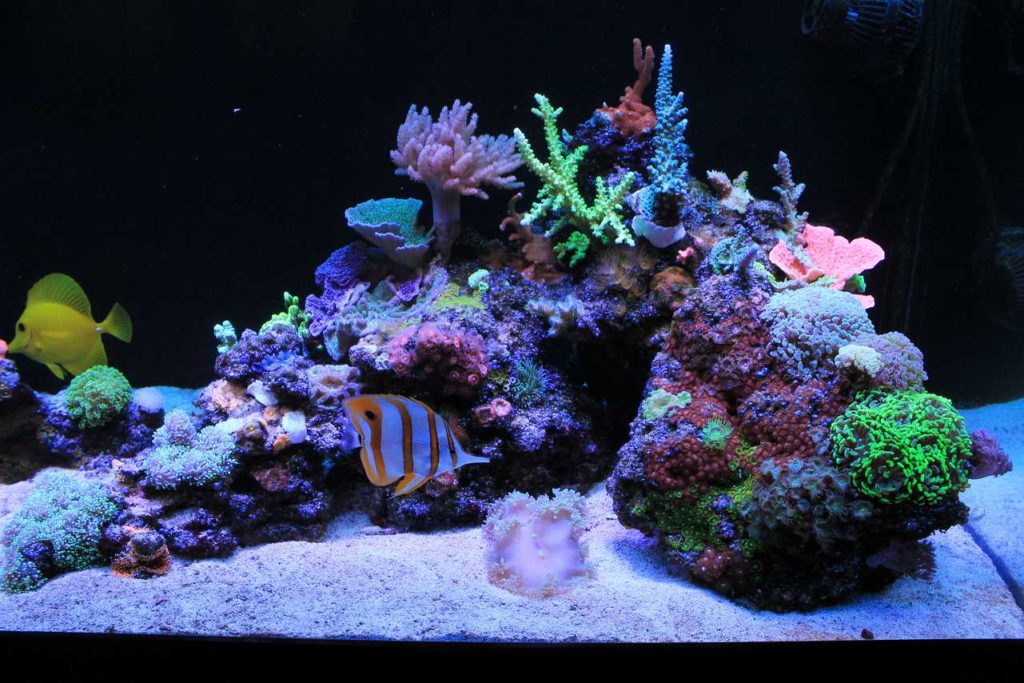 Frag Box Corals