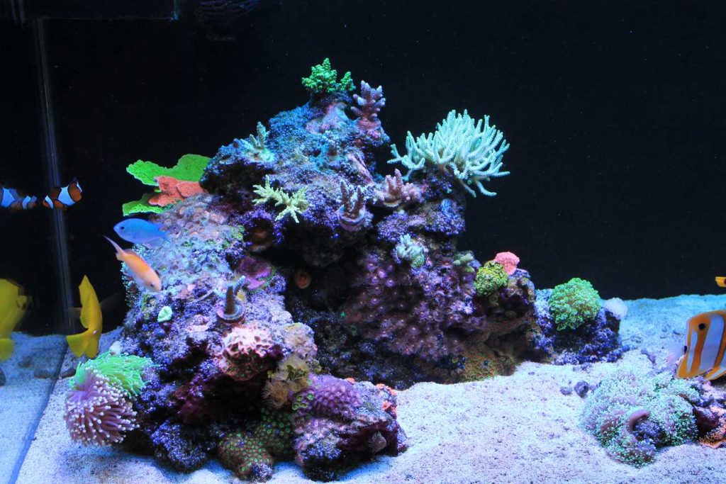 Frag Box Corals