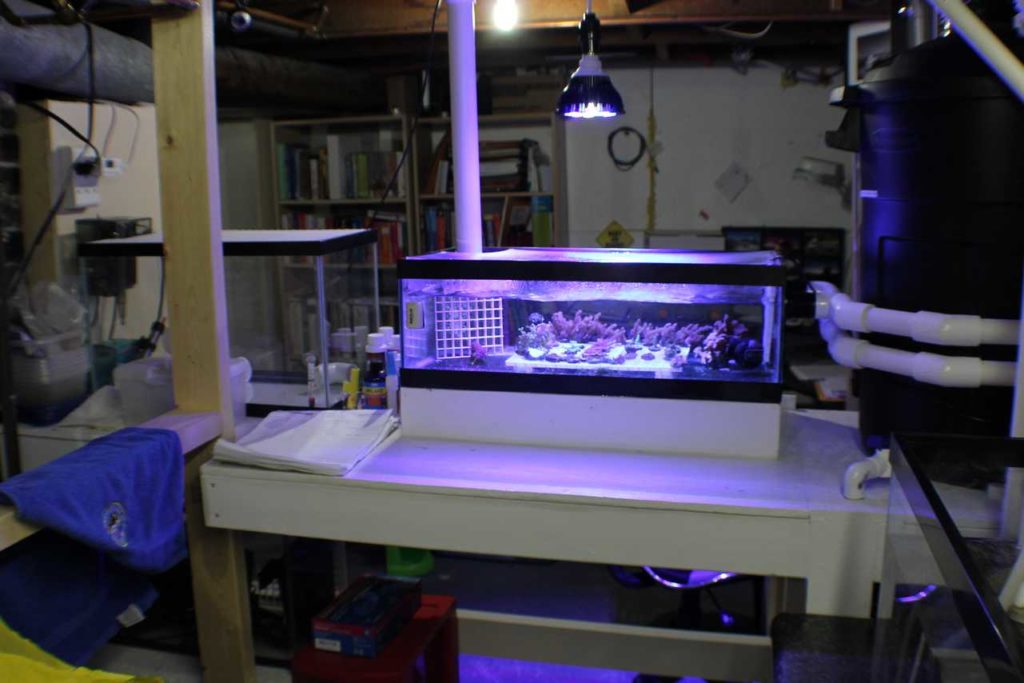 Frag Box Corals