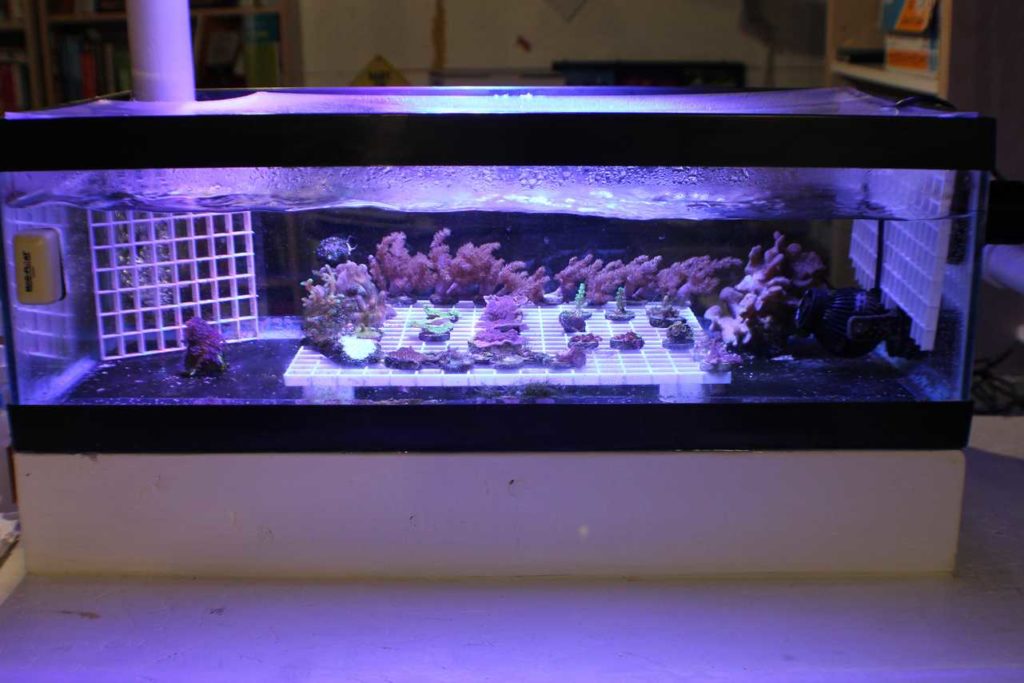 Frag Box Corals