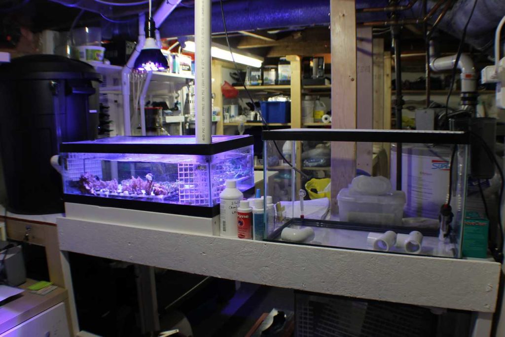 Frag Box Corals